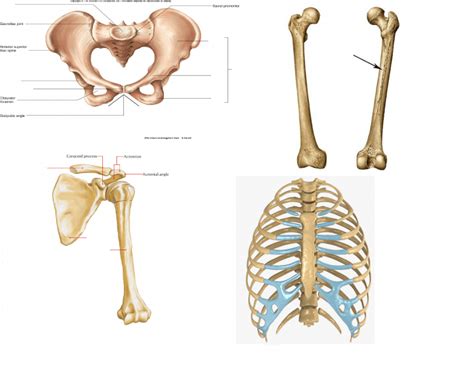 Bones and Markings on the Skeleton