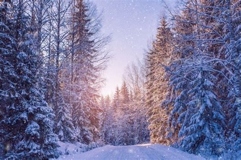 Beautiful Winter Landscape Snowy Forest On Sunny Day Stock Photo By Nblxer