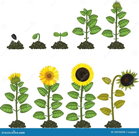 Sunflower Life Cycle Growth Stages From Seed To Flowering And Fruit
