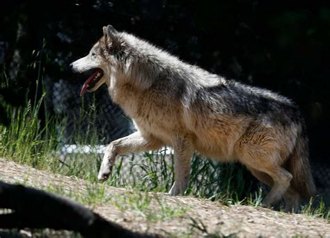 Wolves In Northern California Arent Just Loping Through Anymore They