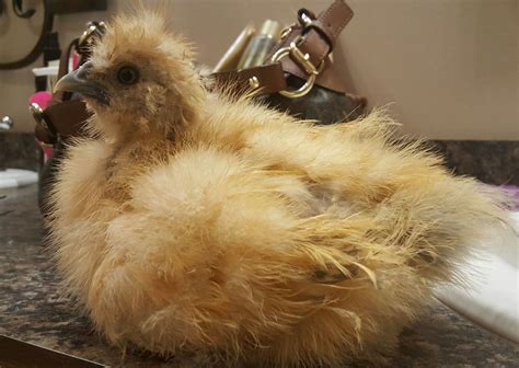 6 Week Old Silkie Hen Or Rooster Backyard Chickens Learn How To Raise Chickens