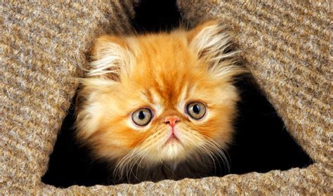 Persian Cat Breed Information