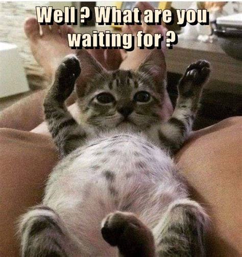 Well What Are You Waiting For Lolcats Lol Cat Memes Funny