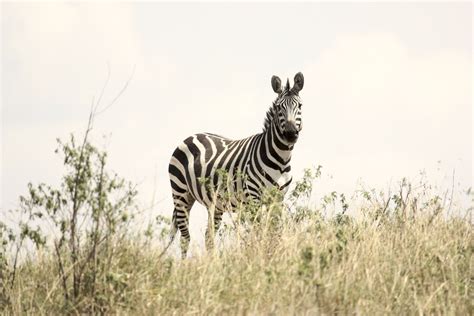 Free Images Prairie Adventure Animal Wildlife Africa Fauna