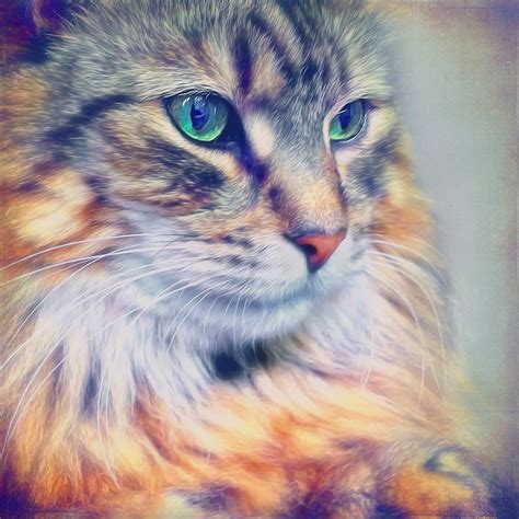 Colorful Tabby Cat Portrait Photograph By Wolf Shadow Photography