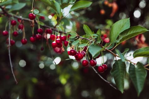 Red Cherries On The Tree 2 Free Stock Photo