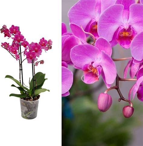 Phalaenopsis Multiflora Orchid Purple 2 Stem In 12cm Pot Indoor
