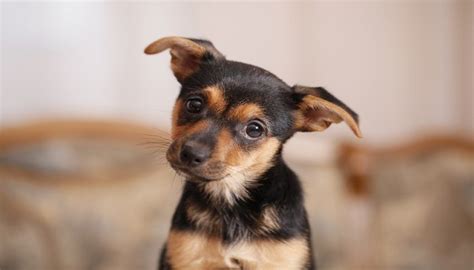 What Is The Best Small Dog For An Apartment