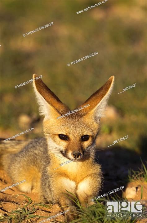 Cape Fox Vulpes Chama Resting In The Late Evening At Its Burrow