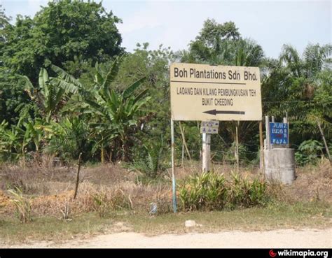Description for ladang teh boh. Ladang Teh BOH Sri Cheeding