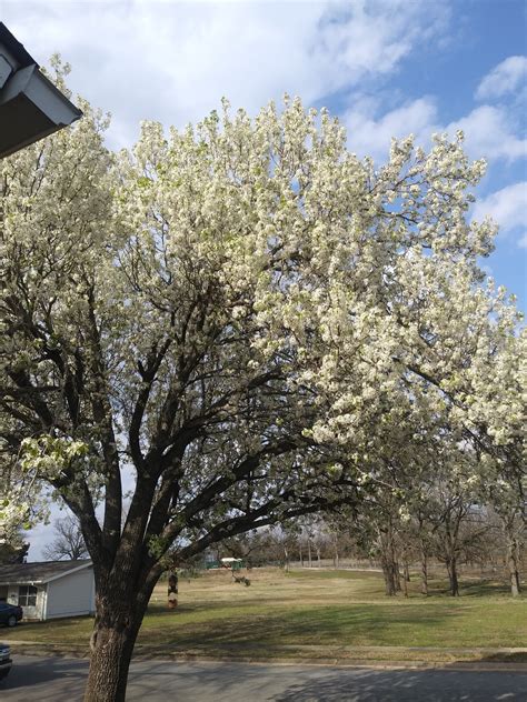 Nature — Flowering Bradford Pear Tree