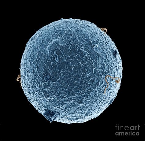 Human Egg Cell And Sperm Cells Esem Photograph By Spl Fine Art America