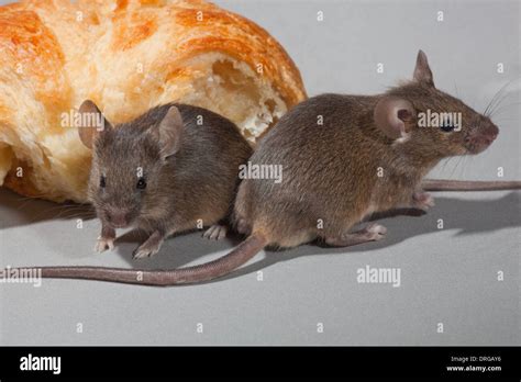 House Mice Mus Musculus Stock Photo Alamy