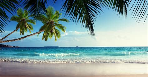 Tropical Paradise With Palm 4k Ultra Hd Wallpaper High