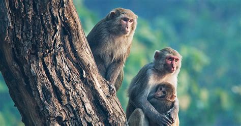 The brains have never been a band to follow the rules. Wiring Monkey Brains Together Has a Point, Say Scientists ...