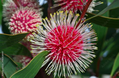 Flower Of Pincushion Hakea Hakea Laurina Australian Native Plant