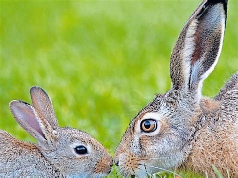 Nils Erklärt Kaninchen ähneln Hasen Gar Nicht So Sehr Aktuelle