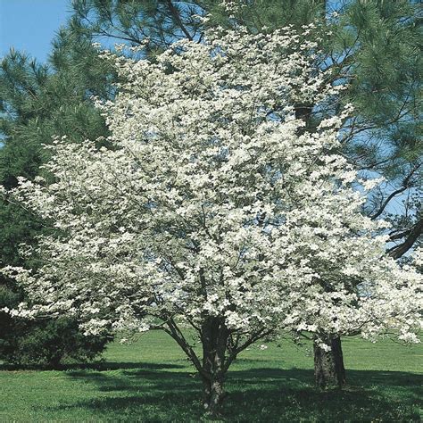 Check spelling or type a new query. 6-Gallon White Dogwood Flowering Tree in Pot (With Soil ...