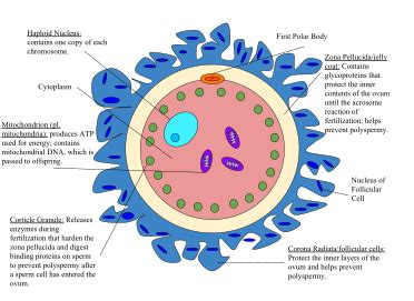 Maybe you would like to learn more about one of these? Wikizero - Egg cell