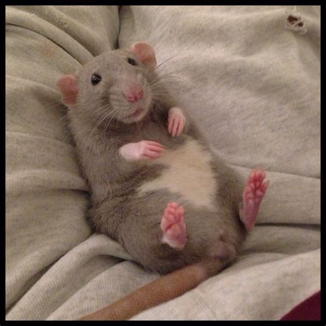 16 Ridiculously Photogenic Rodents