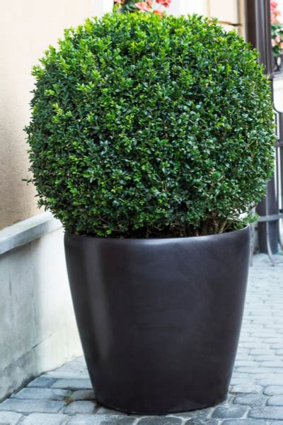 Growing Boxwood Shrubs How To Add Year Round Deer Proof