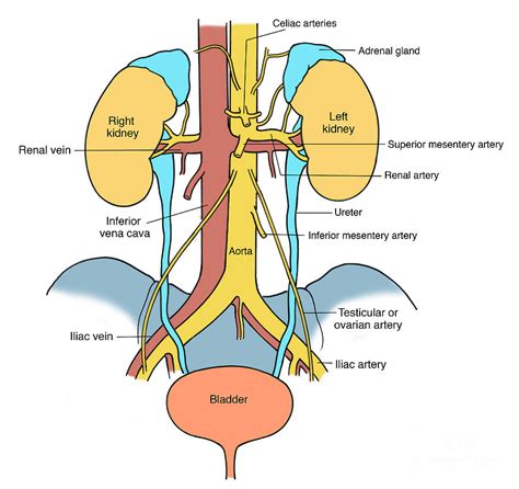 Illustration Of Urinary System Photograph By Science Source