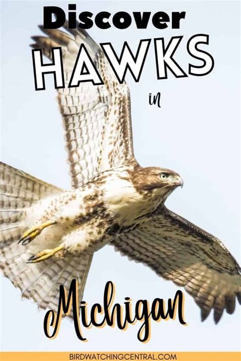 9 Hawks In Michigan The Different Types And Descriptions With Pictures