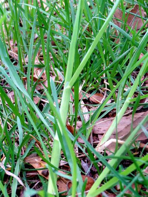 Weeds Look Like Grass