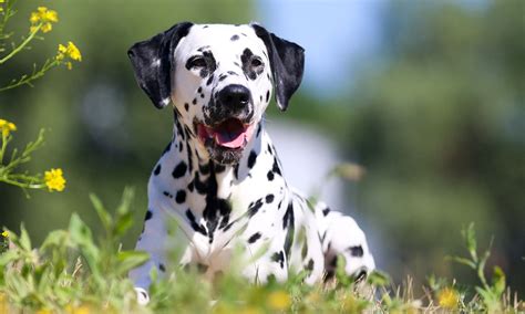 What Kind Of Dog Is A Dalmatian