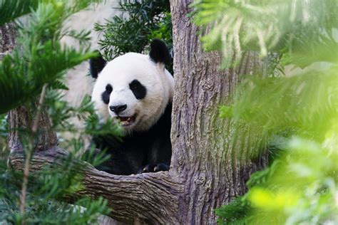 Facts About Giant Panda Bears
