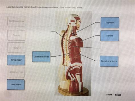 Labeled Human Torso Model Diagram Muscles Diagrams Diagram Of Images
