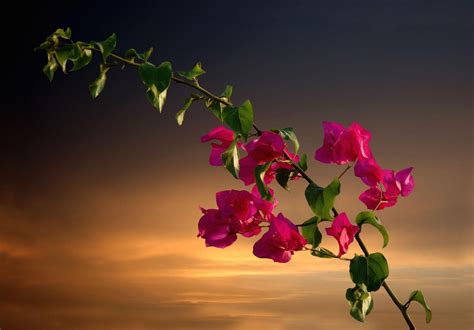 Wallpaper Bougainvillea Branches Leaves Sky Sunset 2048x1430