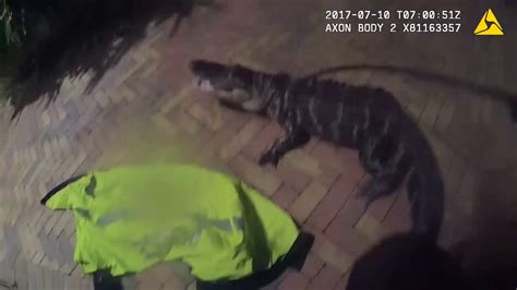 police body cam captures gator in front of florida home youtube