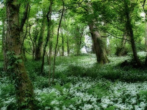 The workstation is a diy model which means it has to be assembled at home, the instructions for this are complicated to understand. Forest Desktop Backgrounds - Wallpaper Cave