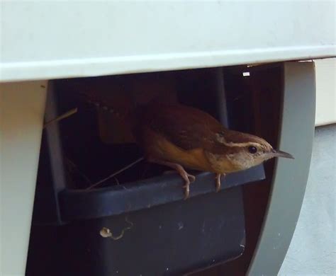 Maybe you would like to learn more about one of these? Carolina Wren Building A Nest | Mike's Birds | Flickr