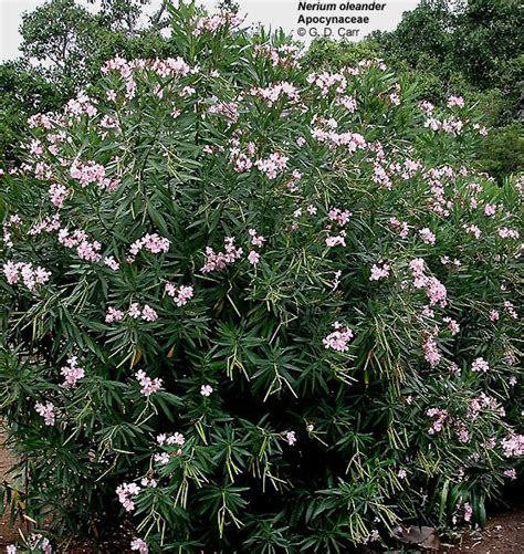 Nerium Oleander Nerium Oleander Apocynaceae Oleander Tall Shrub From