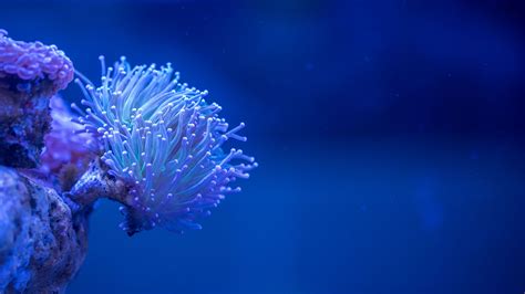 Coral Sea Depth Macro Underwater K HD Wallpaper