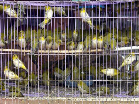 Birds In A Cage Stock Image Image Of Caged Bird Wire 28579795