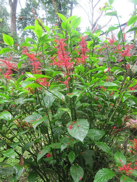 Check spelling or type a new query. Red flowers | At Finca la Isla Botanical Garden near ...