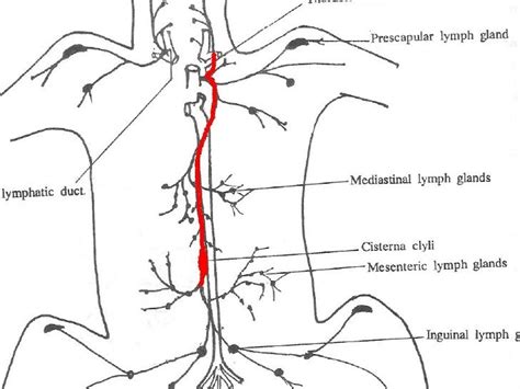 Lymph Nodes In Dogs Diagram Wiring Site Resource