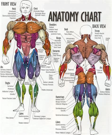 Muscular System Diagram For Kids Medical Anatomy