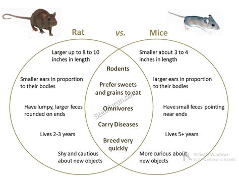 Similarities Difference Between Rat And Mice Differences