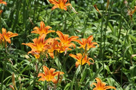 Day Lilies Orange Daylily Is The Common Name Of This Perennial Day