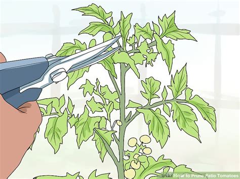 Cutting Lower Branches Off Tomato Plants Cromalinsupport