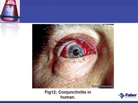 Newcastle disease virus, wild migrating birds, highly pathogen viruses, phylogeny. Faber Newcastle Disease Presentation - YouTube