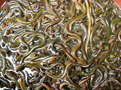 China Eels Photo662x0q100crop Scale Kim Thompson Author