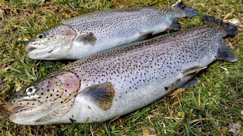 Trout Fishing Catch And Cook How To Catch Trout Trout Recipes Gut