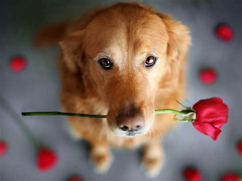Cute Dog - Dogs Wallpaper (33698322) - Fanpop