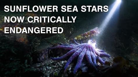 Sunflower Sea Stars Now Critically Endangered