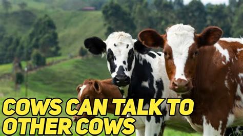 Cows Can Talk To Other Cows Youtube
